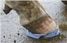 Walkease Cow Heel Hoof Pads For Cow Farm